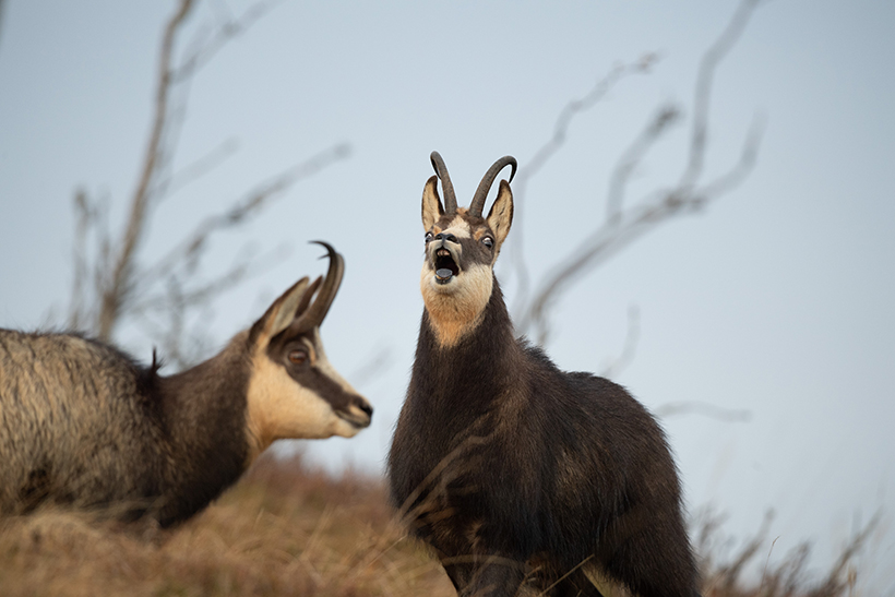 Chamois, rut au sommet : photo 6