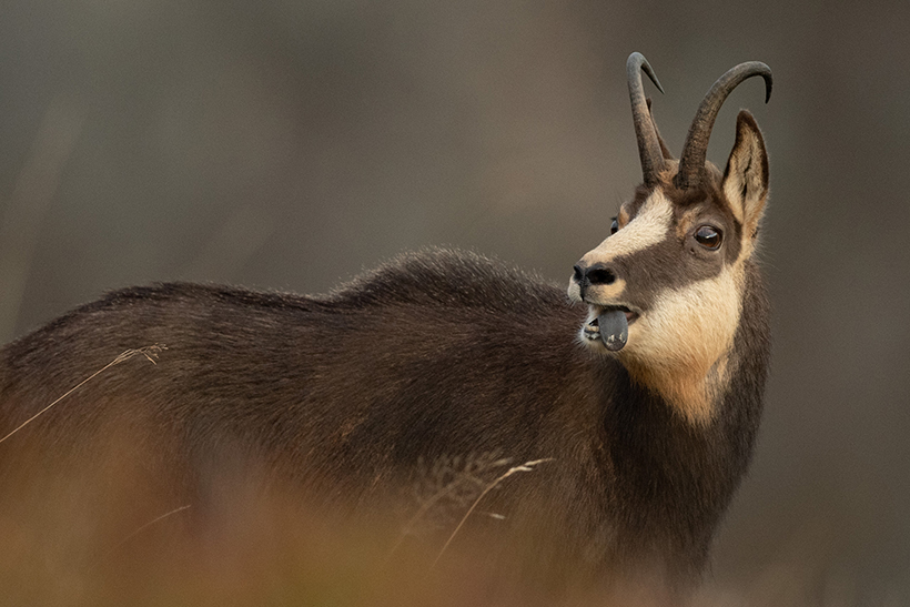 Chamois, rut au sommet : photo 7