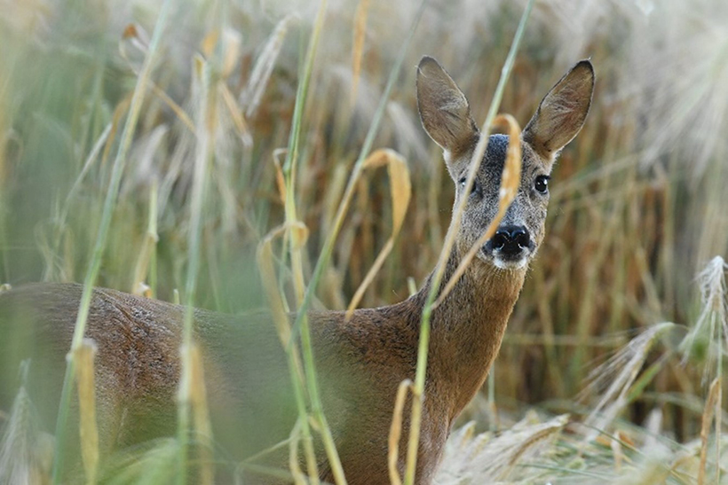 La souffrance animale, une préoccupation humaine : photo 10