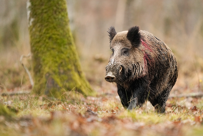 Bien se comporter au ferme : photo 3