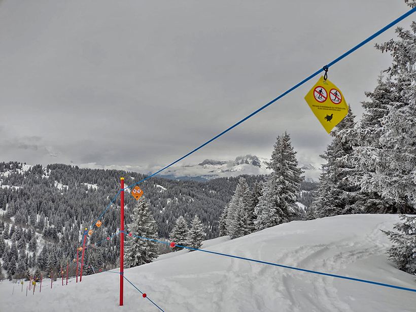 Sports d’hiver, danger pour le tétras lyre : photo 10