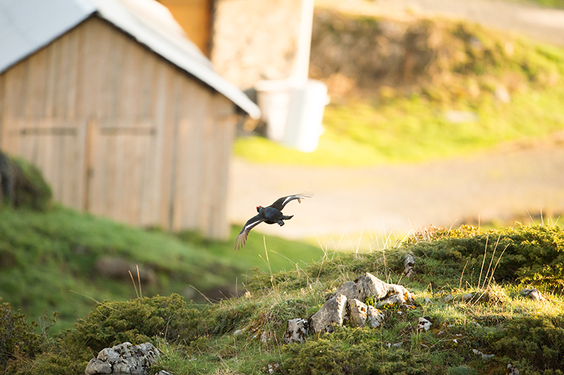 Sports d’hiver, danger pour le tétras lyre : photo 12