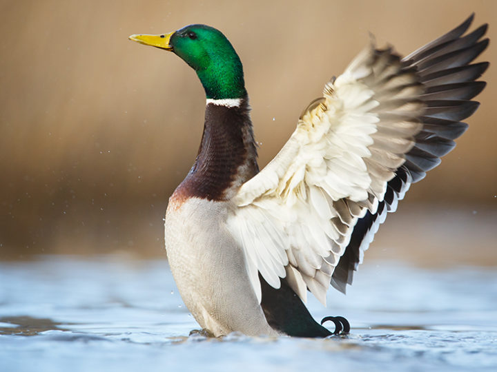 L’échelle de méfiance des canards : photo 1
