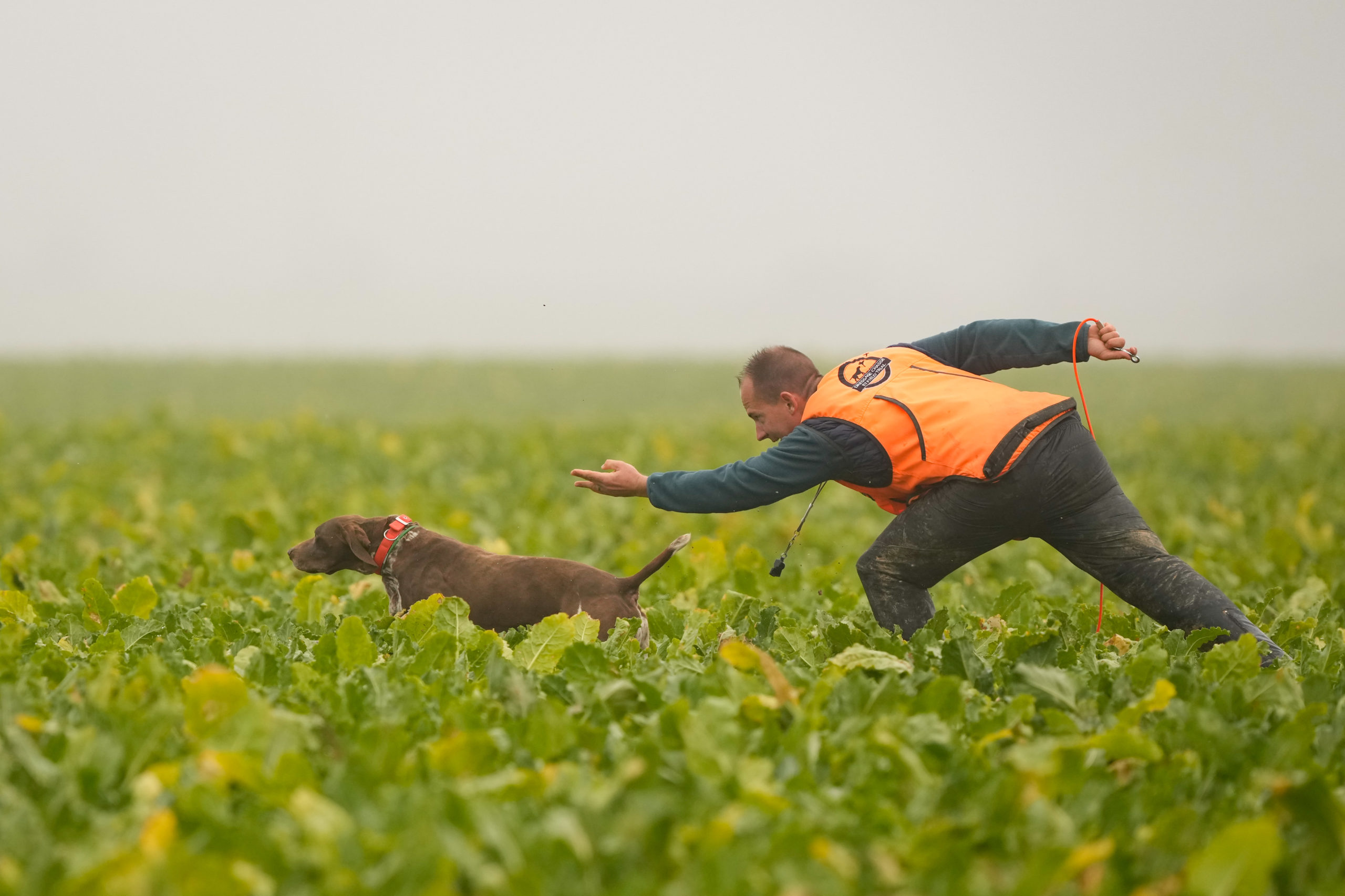 Open de France : le top du chien d’arrêt