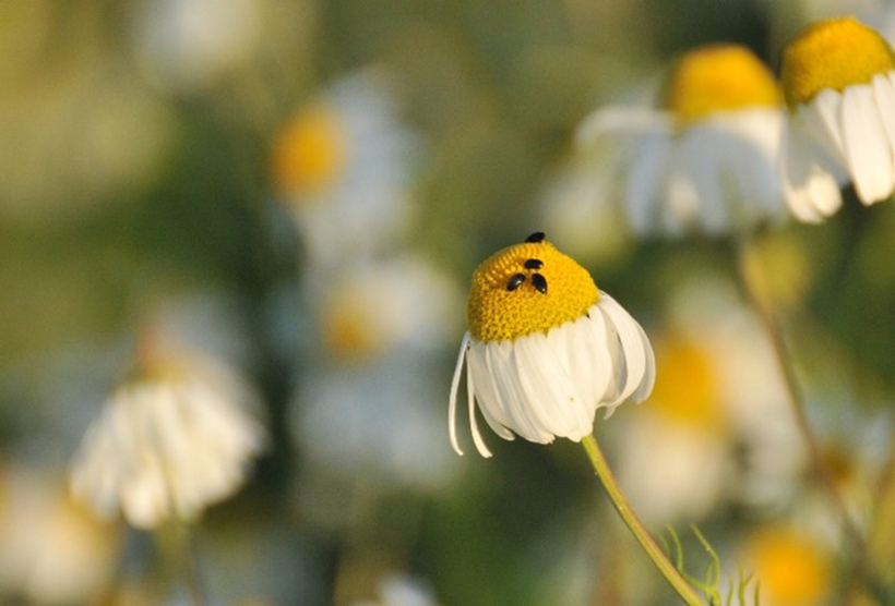 La perdrix et les fourmis : photo 2