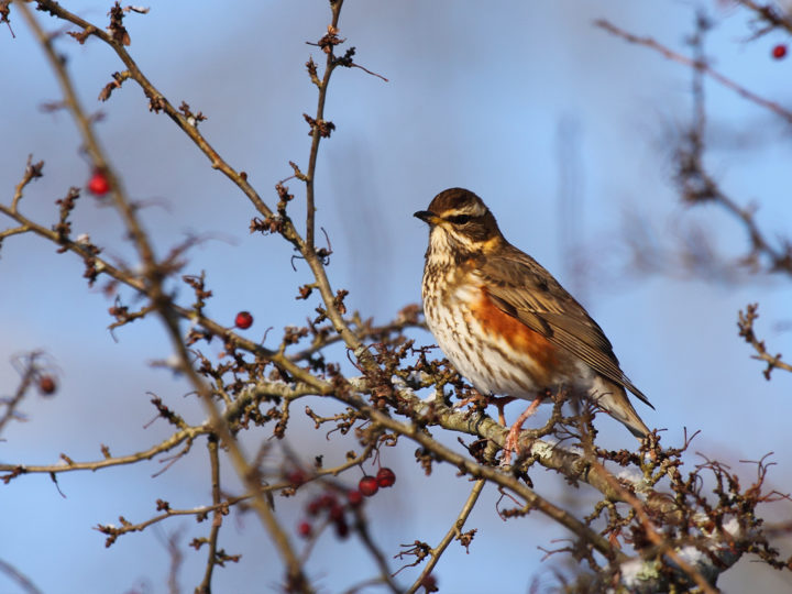 Quels arbres à baies pour attirer les migrateurs : photo 1