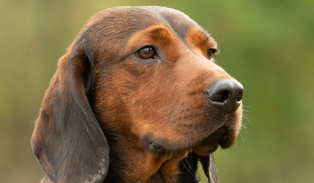 le-basset-des-alpes-air-nature