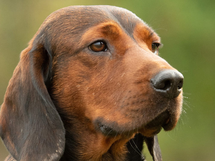 Le basset des Alpes : photo 1