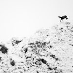 Chamois, il descend de la montagne : photo 1