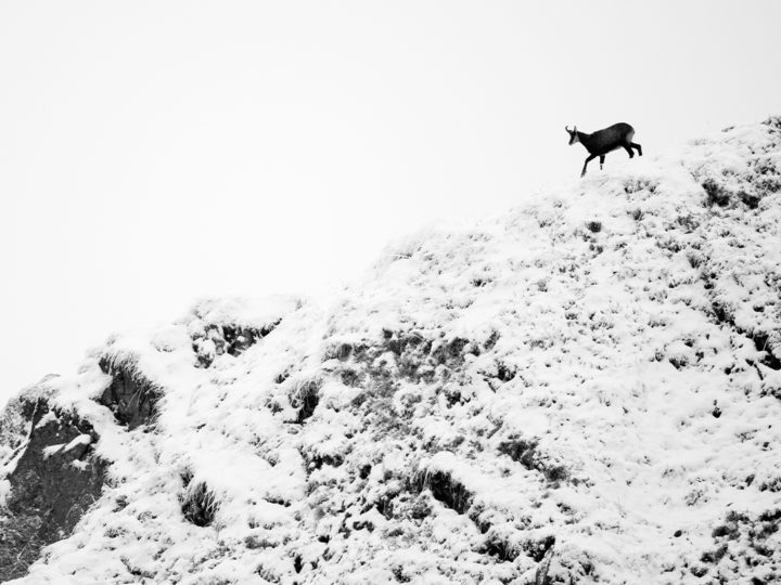 Chamois, il descend de la montagne : photo 1