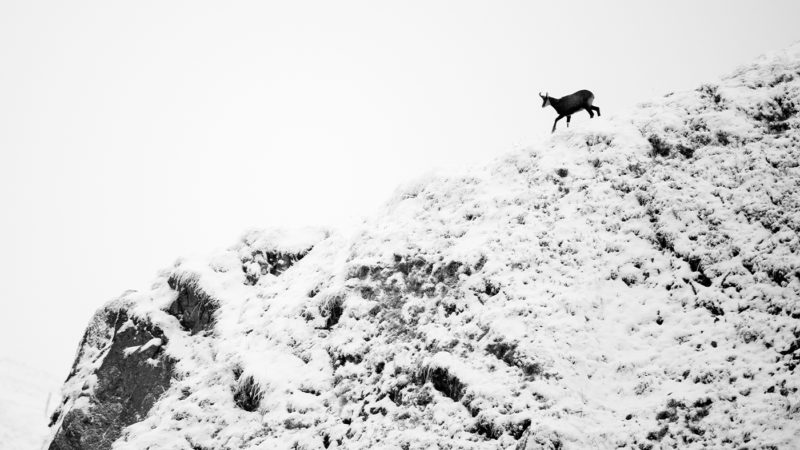 Chamois, il descend de la montagne : photo 1