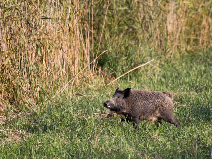 Cochons de payeurs : photo 1