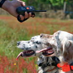 L'électronique au service du chien et du chasseur : photo 1