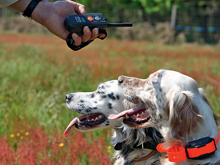 L'électronique au service du chien et du chasseur : photo 1