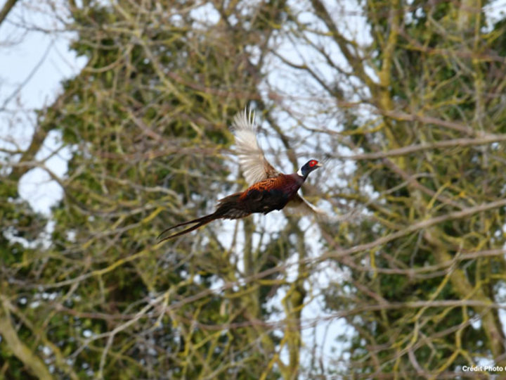 Faisan naturel en Loir-et-Cher : photo 1