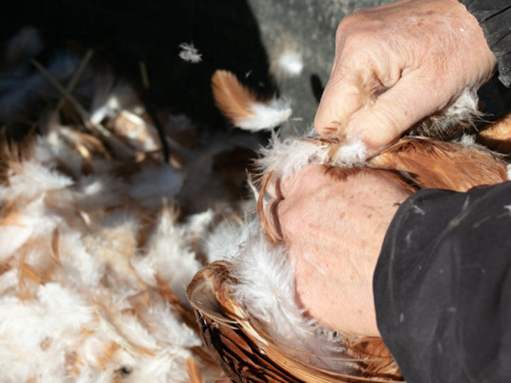 Du goudron et des plumes : photo 1