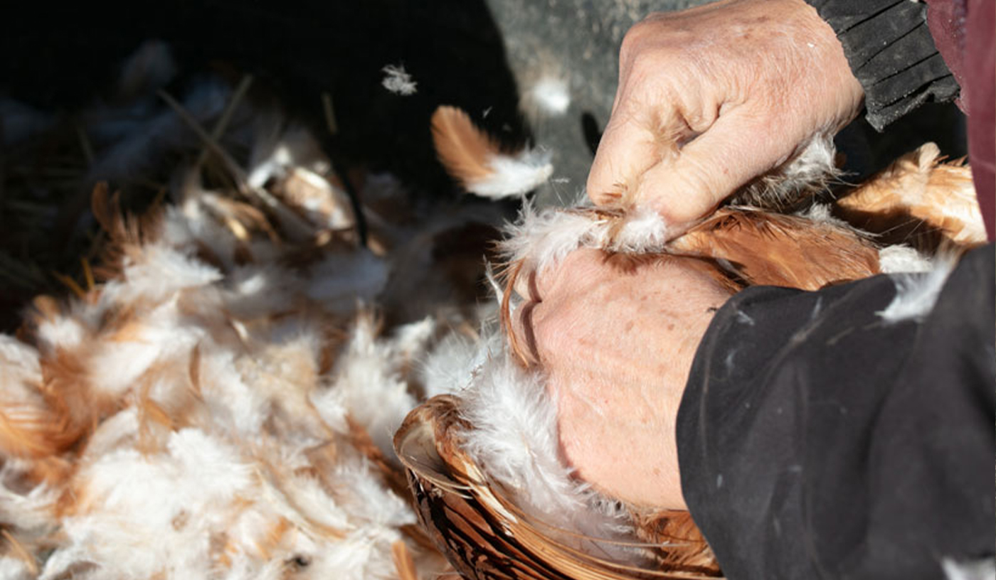 Du goudron et des plumes