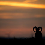 Le mouflon à l’arc dans le Caroux-Espinouse : photo 1