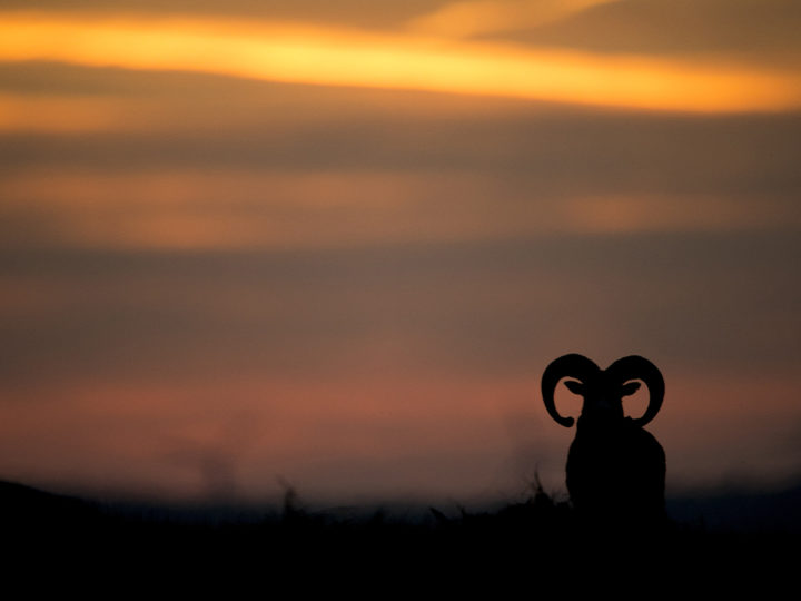 Le mouflon à l’arc dans le Caroux-Espinouse : photo 1