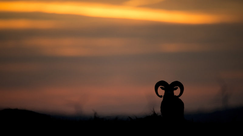 Le mouflon à l’arc dans le Caroux-Espinouse : photo 1