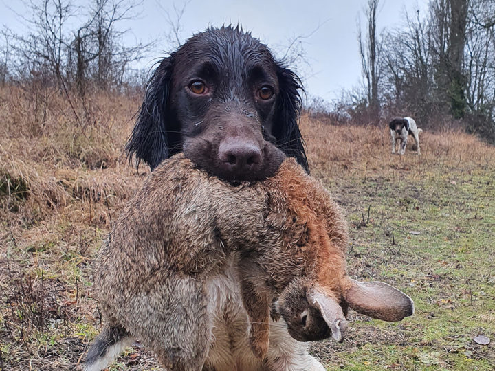 Chasser avec un münsterländer : photo 1