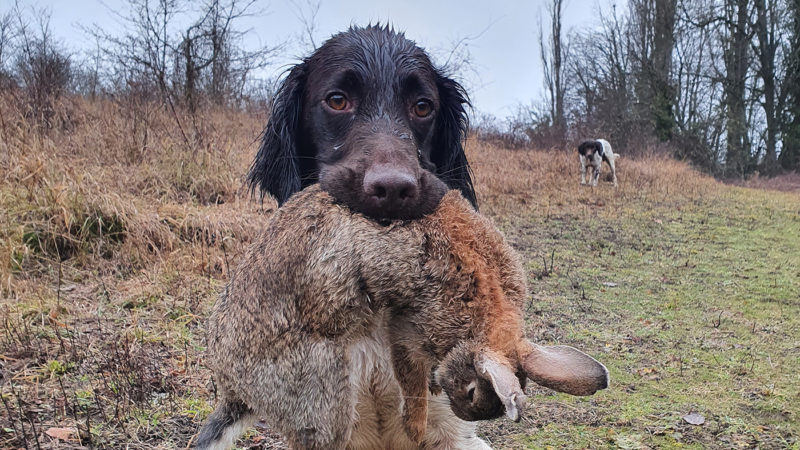 Chasser avec un münsterländer : photo 1