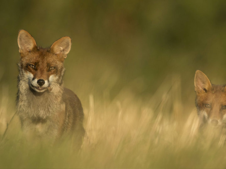 Le renard, un vrai gibier : photo 1