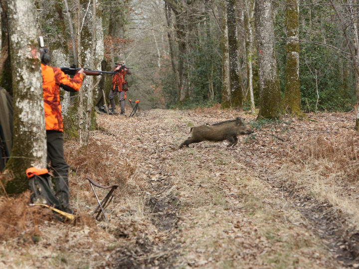 Sanglier en battue, lequel tirer : photo 1
