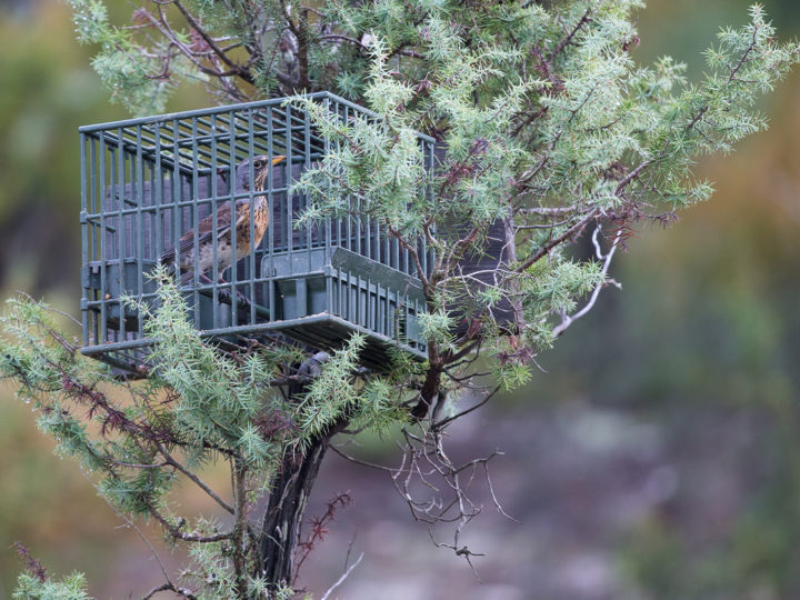 Zoom sur Les chasses traditionnelles : photo 1