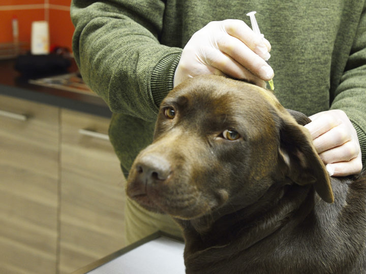 Votre chien, bien vacciné, bien protégé : photo 1