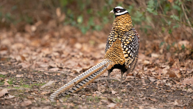 Faisan vénéré, l’oiseau de battue : photo 1