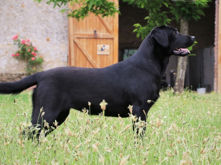Le labrador, populaire et digne : photo 1