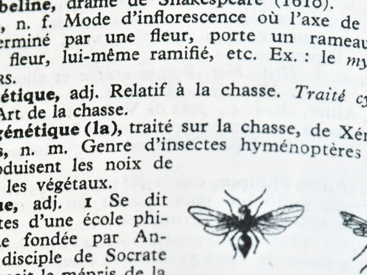 L’origine du mot cynégétique : photo 1