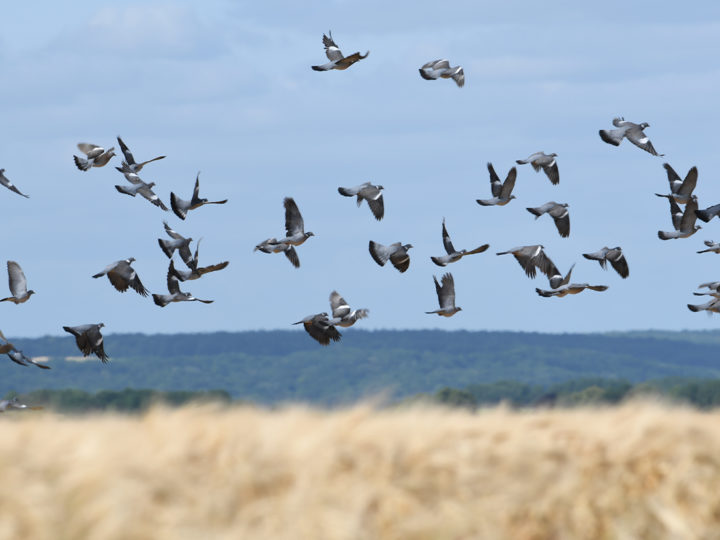 Palombe, pigeon, deux noms pour une même passion : photo 1