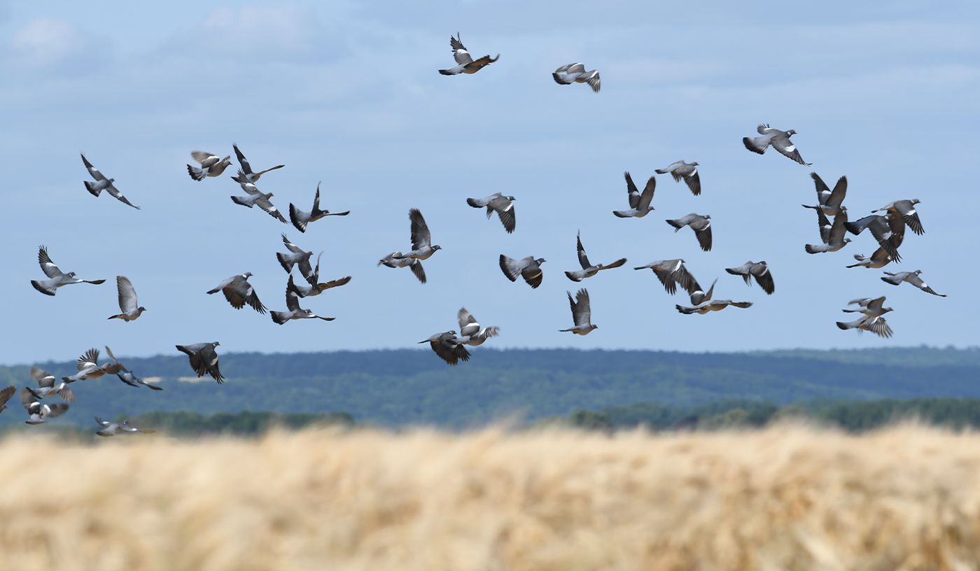 Palombe, pigeon, deux noms pour une même passion