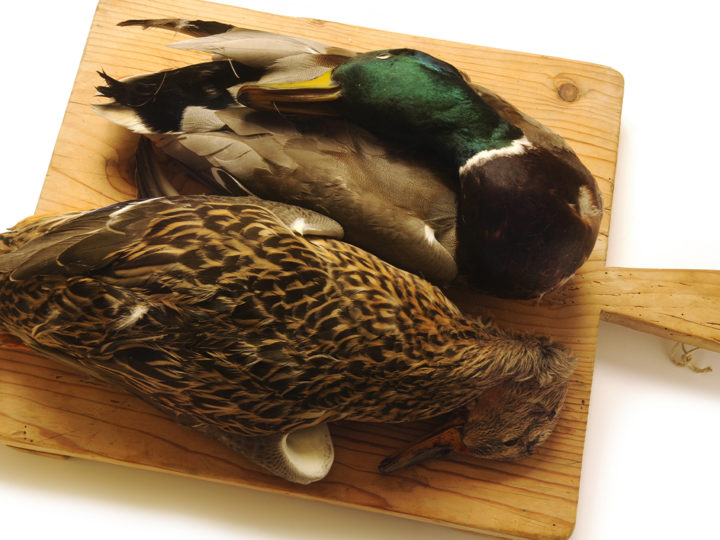 Recette du colvert foie gras et petits légumes : photo 1