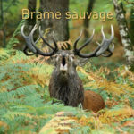 Brame sauvage : photo 1