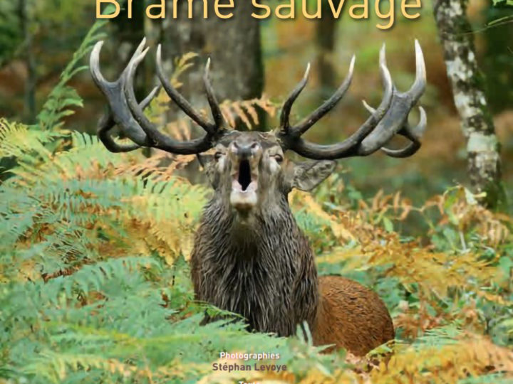 Brame sauvage : photo 1