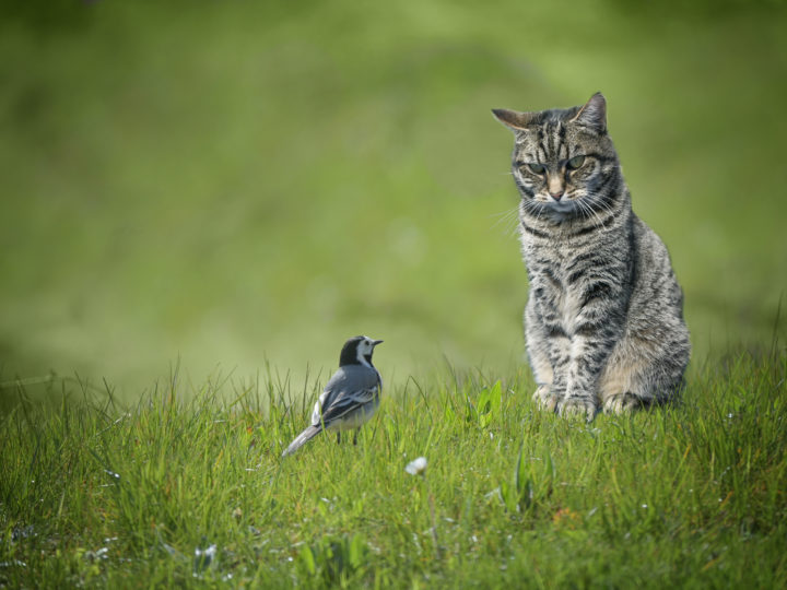 Le péril chat : photo 1