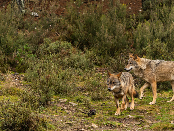 Le loup progresse encore et toujours : photo 1