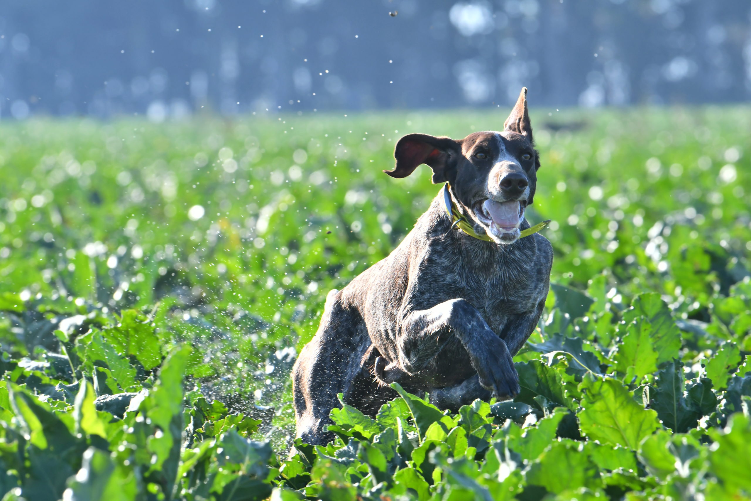 La semaine du chien : photo 2