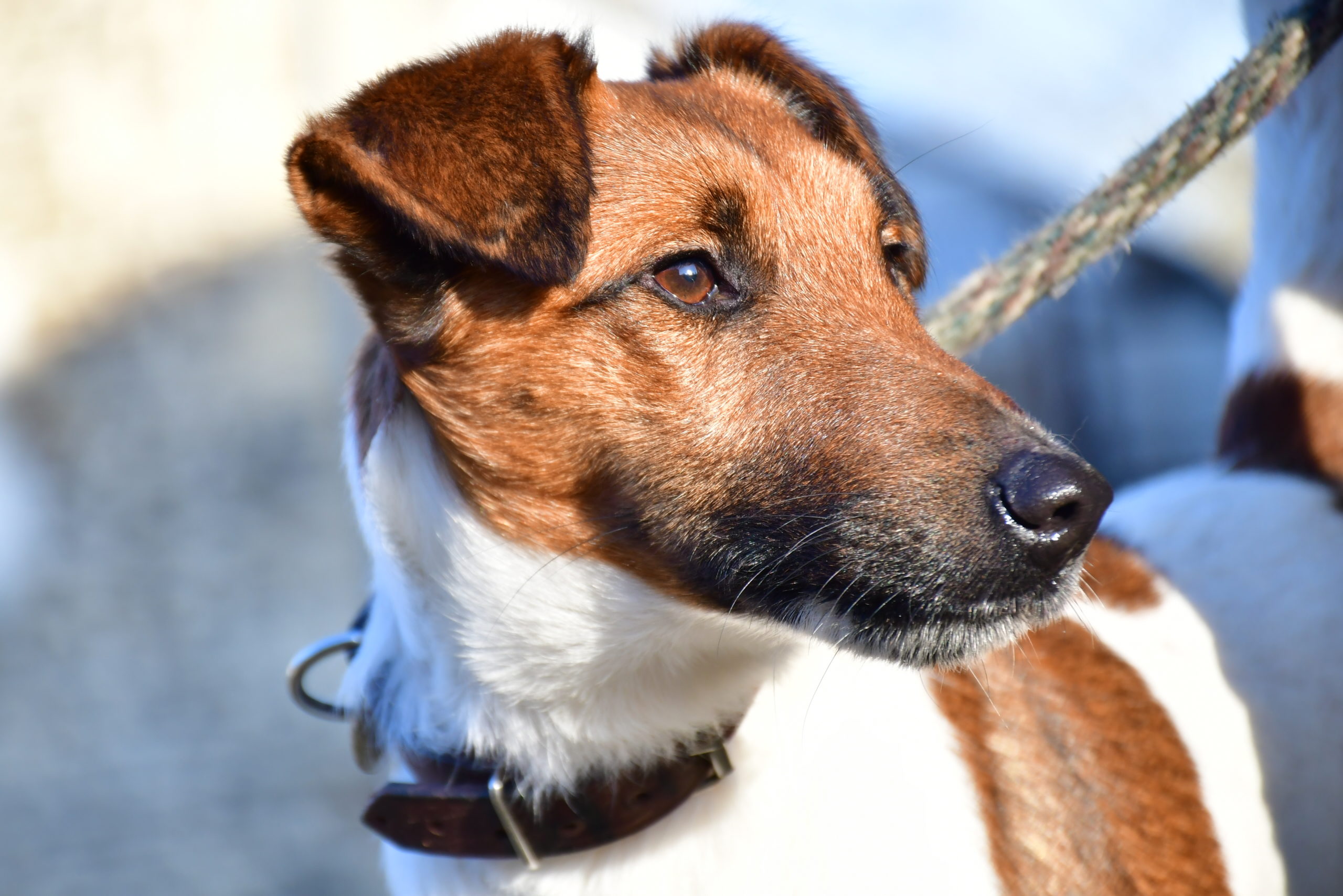 La semaine du chien : du 1er au 8 octobre