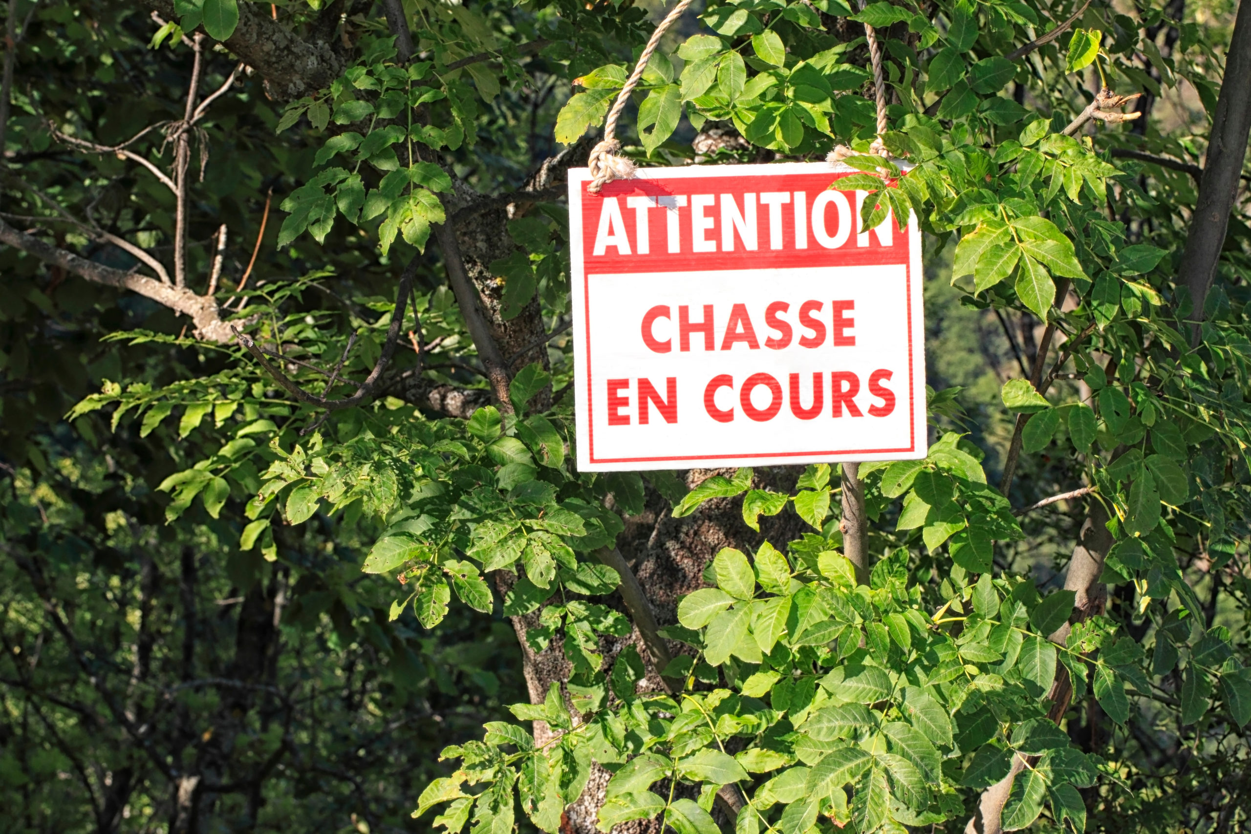 Quelques conseils pour randonner en période de chasse : photo 3