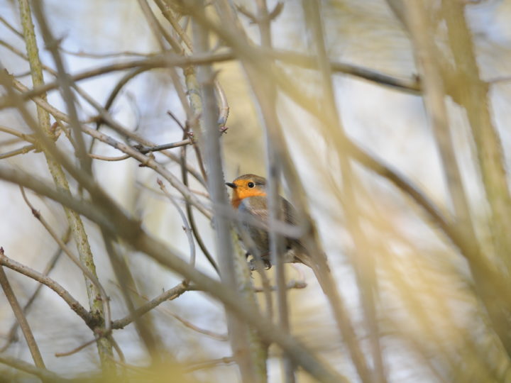 Le petit oiseau va sortir : photo 1