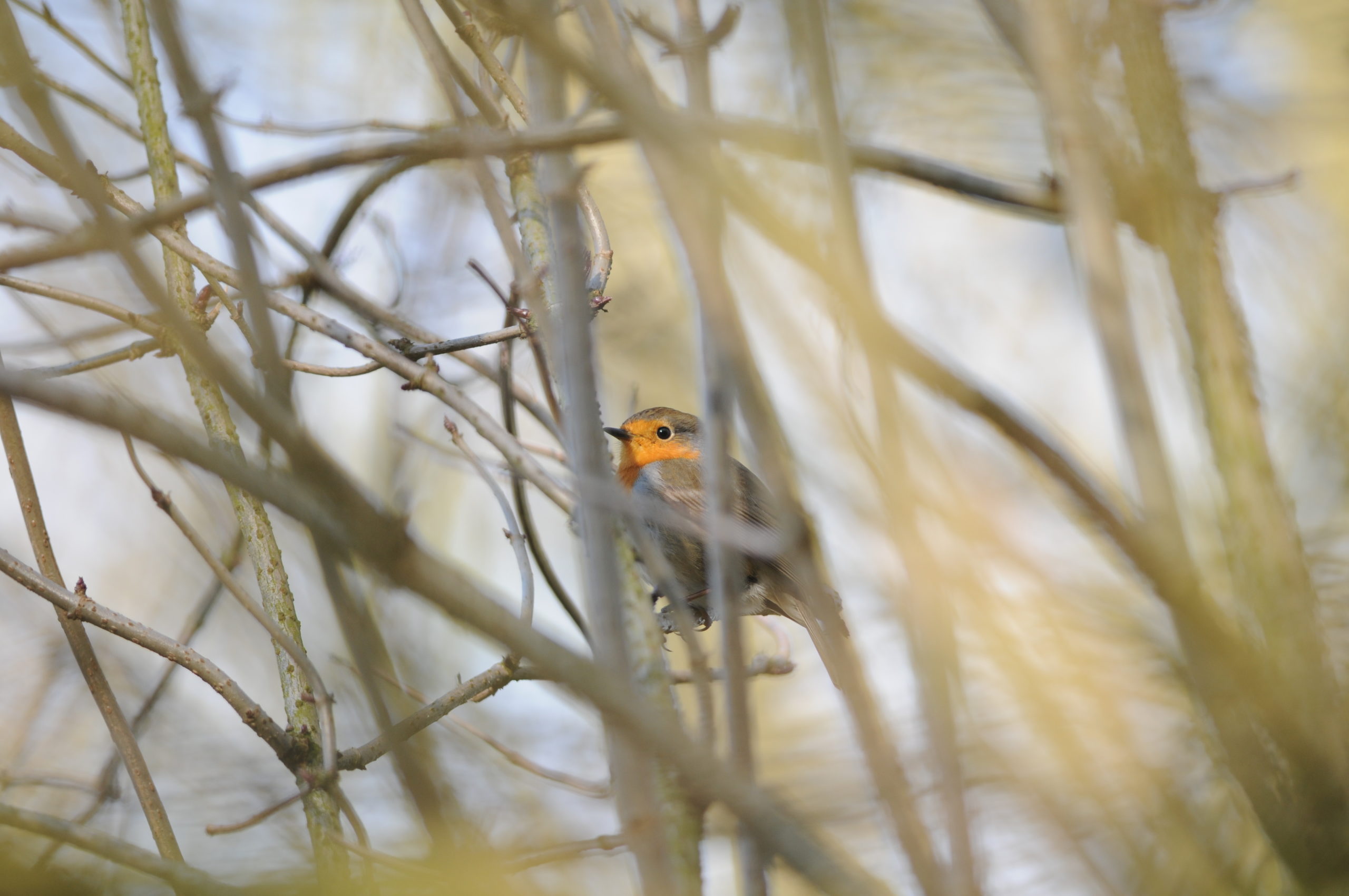 Le petit oiseau va sortir…